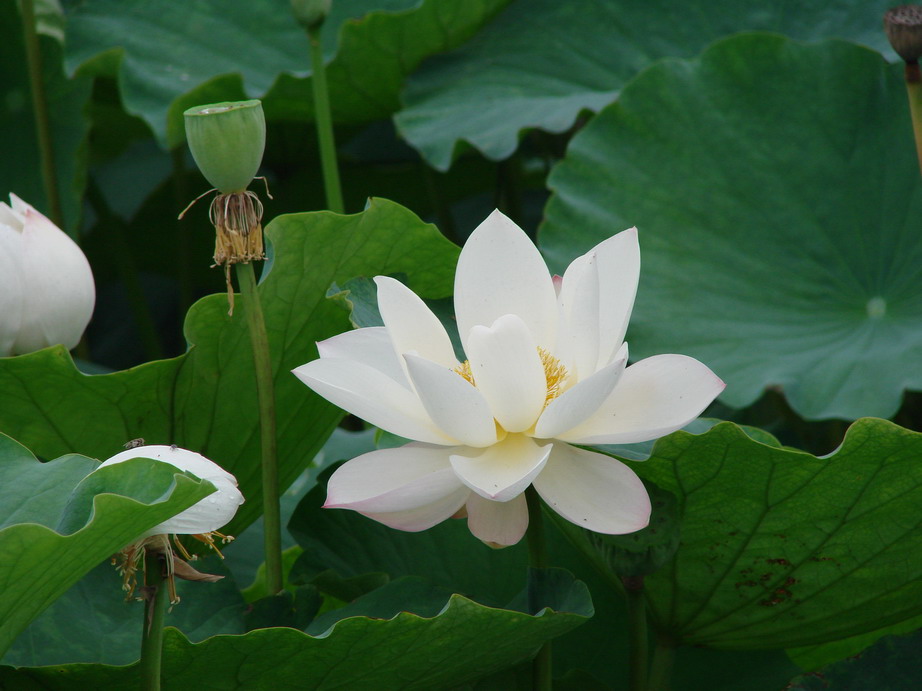 采荷