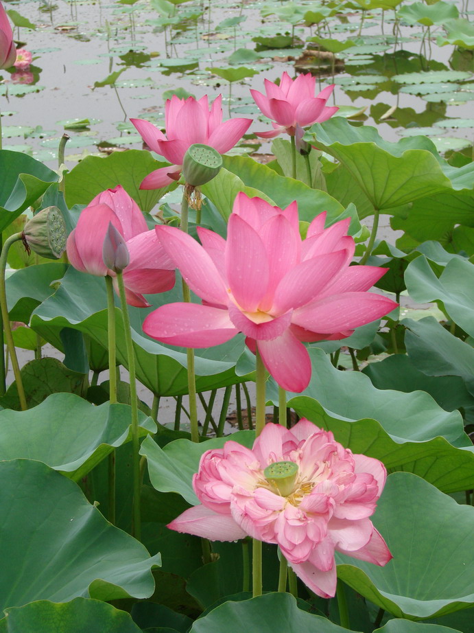 采荷