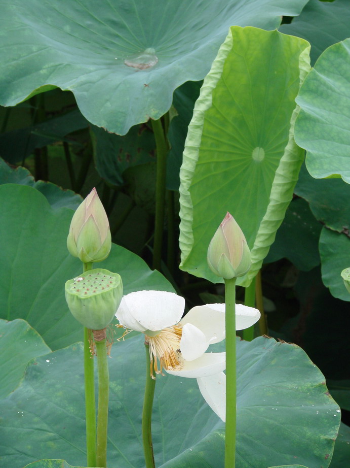 采荷