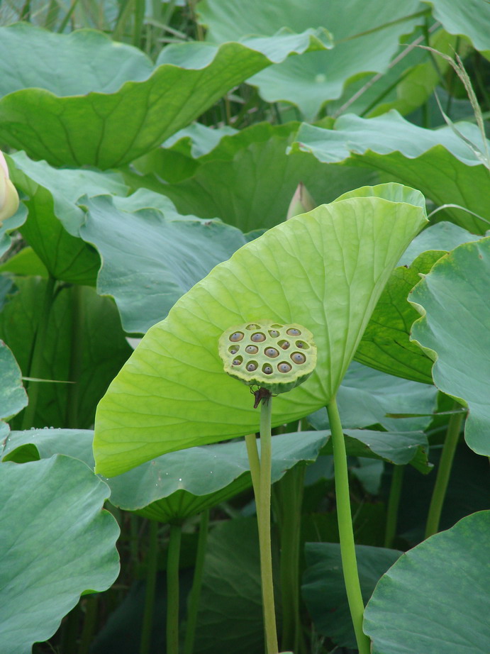 采荷