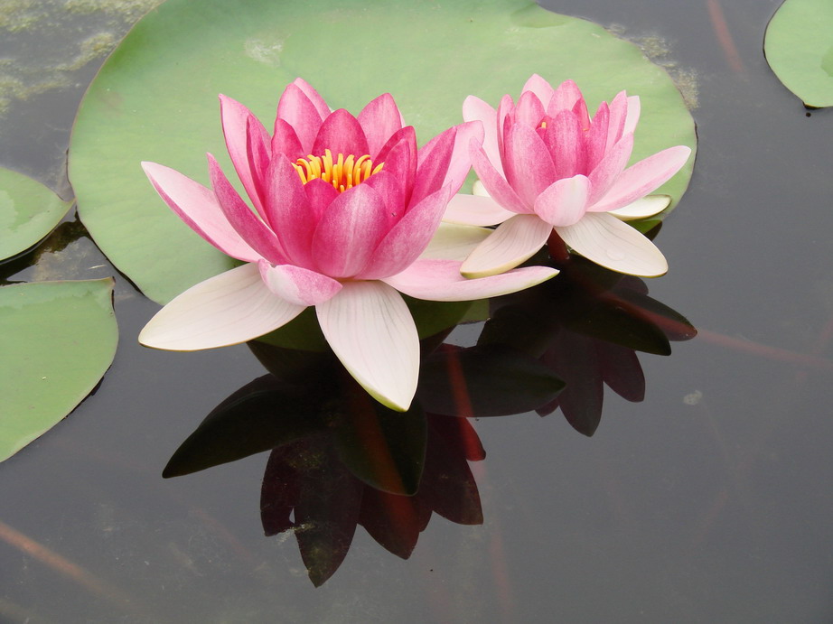 采荷