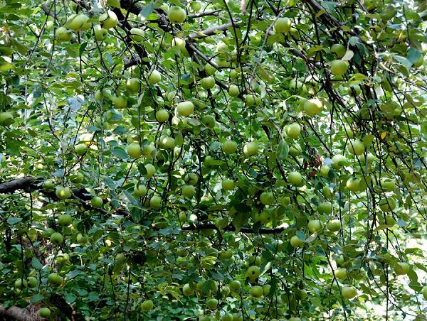 硕果累累