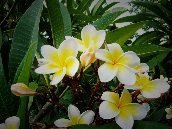 鸡蛋花