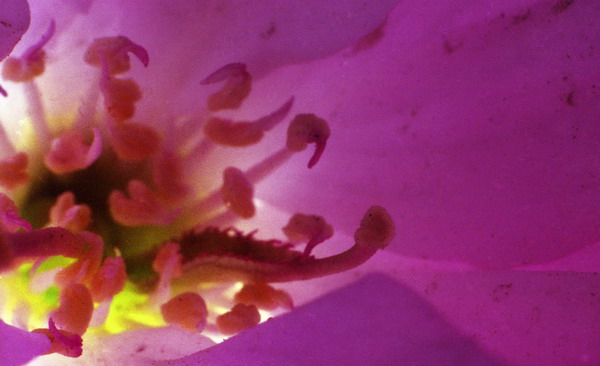 [原创]樱花