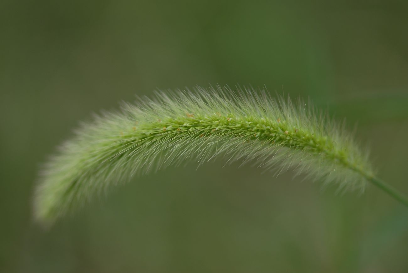 毛毛草