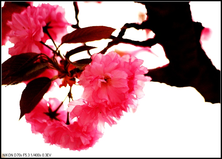 樱花