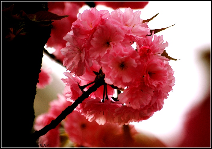 樱花