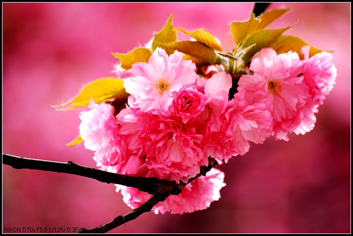 樱花