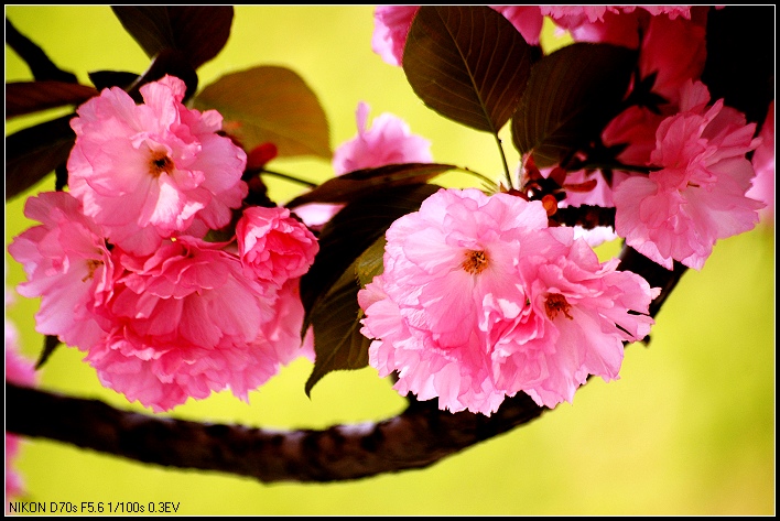 樱花