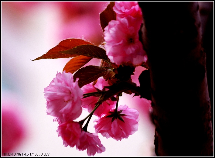 樱花