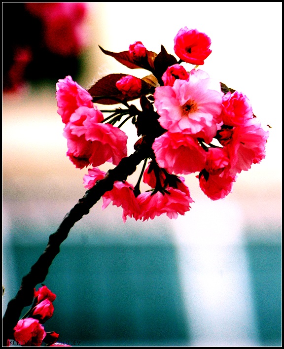 樱花