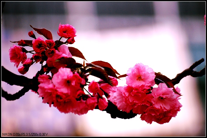 樱花