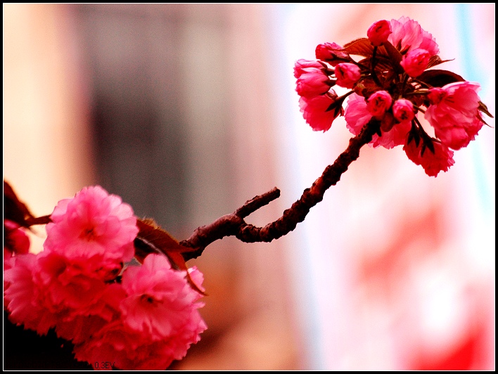 樱花