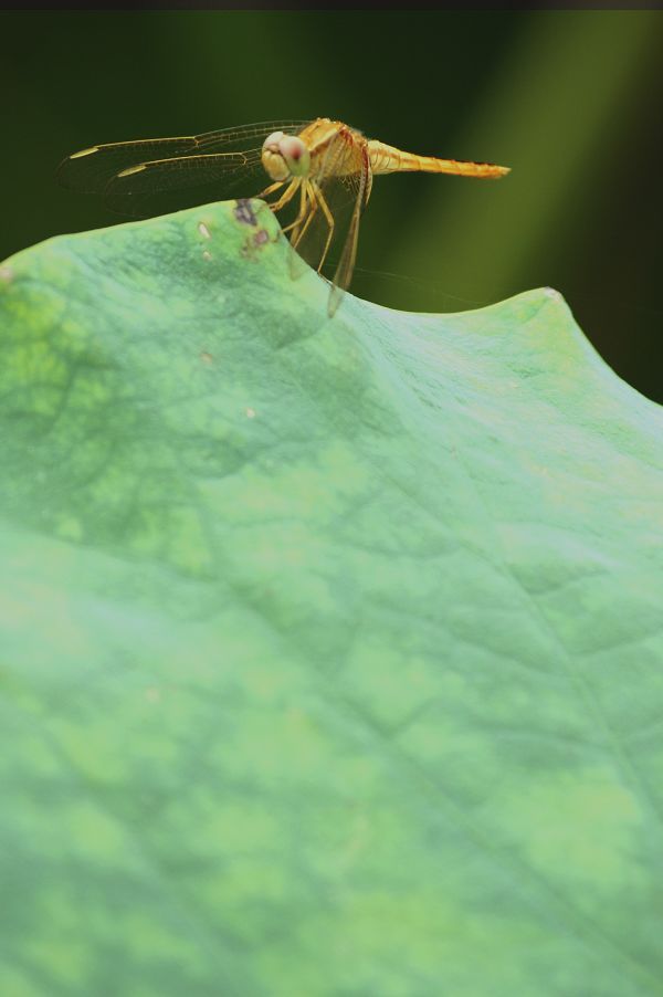 俺再打蜻蜓