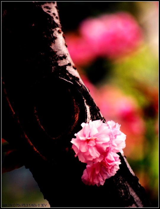 樱花