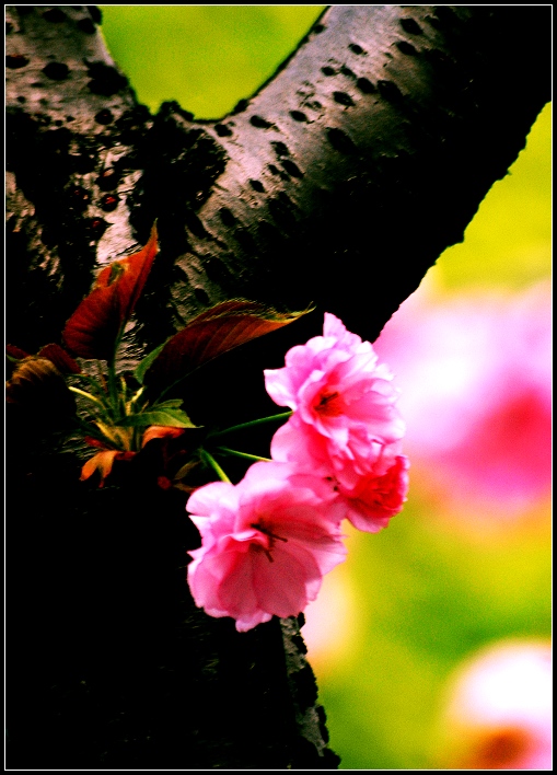 樱花