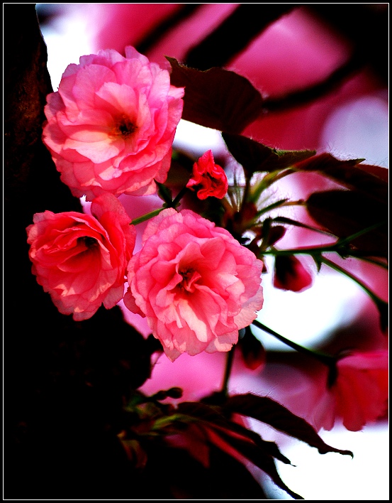 樱花
