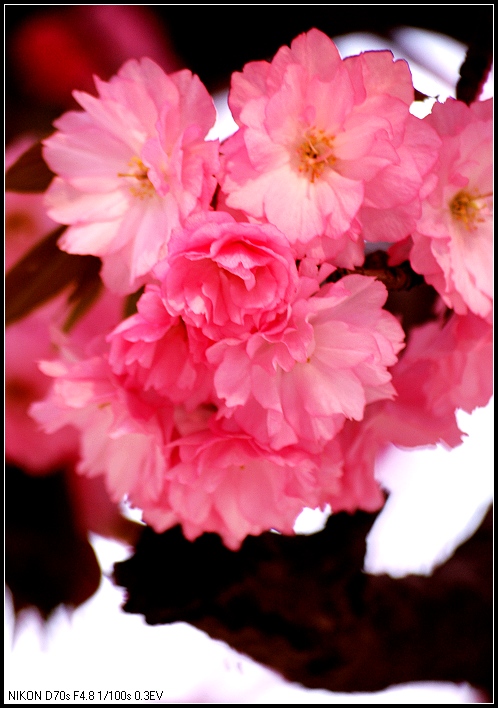 樱花