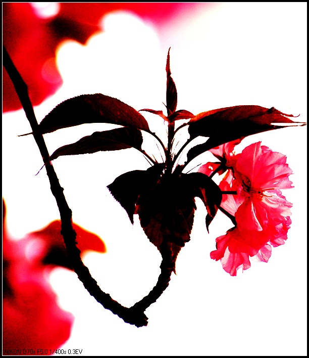 樱花