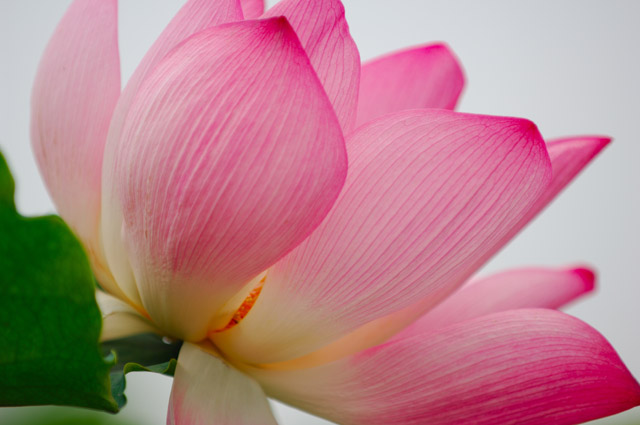 [原创]白洋淀菏花