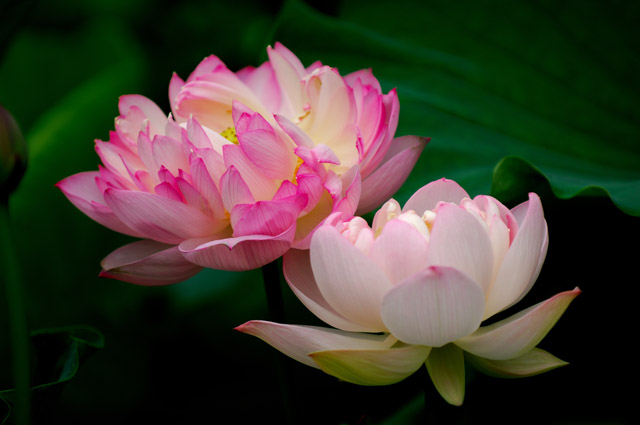 [原创]白洋淀菏花