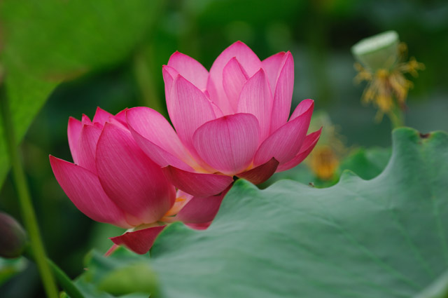 [原创]白洋淀菏花