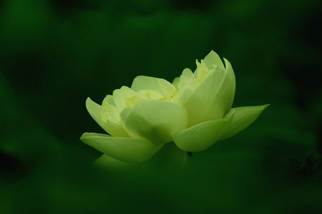 [原创]白洋淀菏花