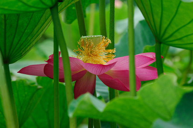 [原创]白洋淀菏花