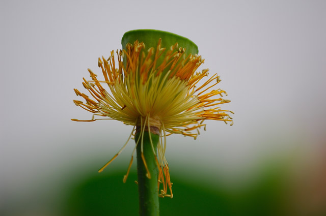 [原创]白洋淀菏花
