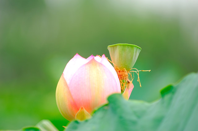 [原创]白洋淀菏花