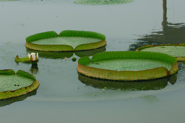 [原创]白洋淀菏花
