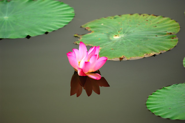 [原创]白洋淀菏花