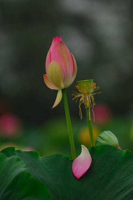 [原创]白洋淀菏花