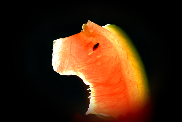 LOMO一张