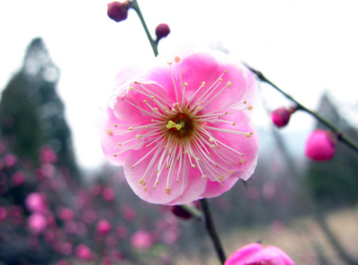 诊片例帖2