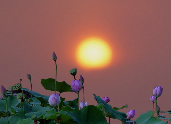 [原创]日落观荷花