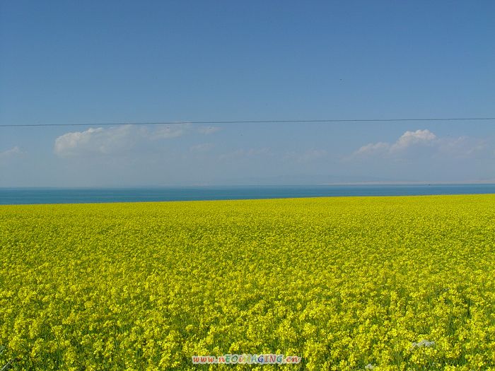 青海