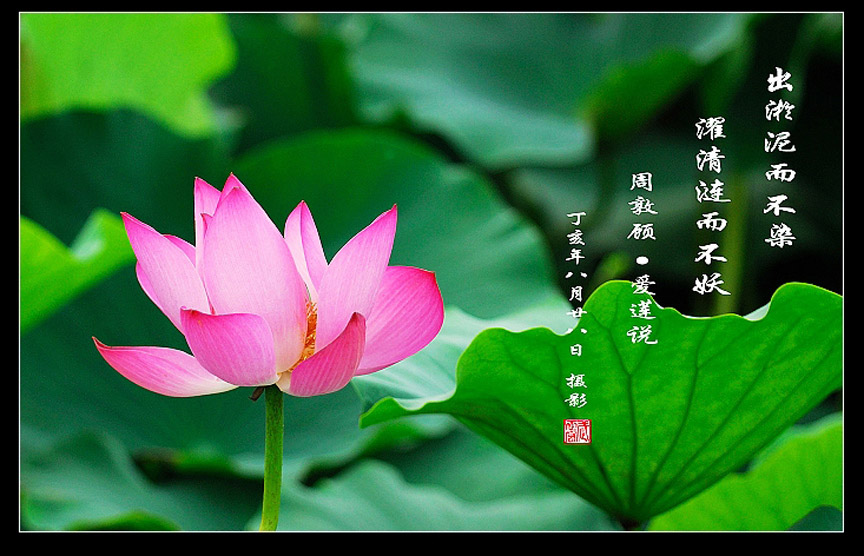 [原创]荷花