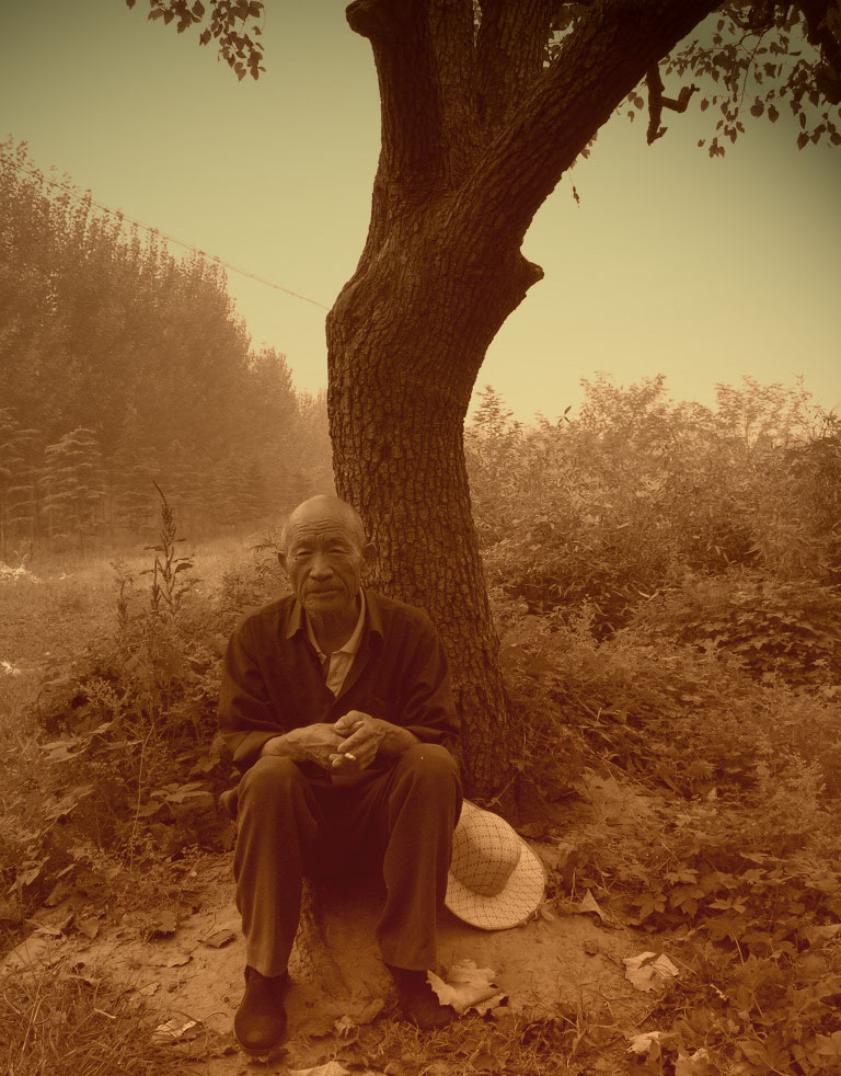 老人与树