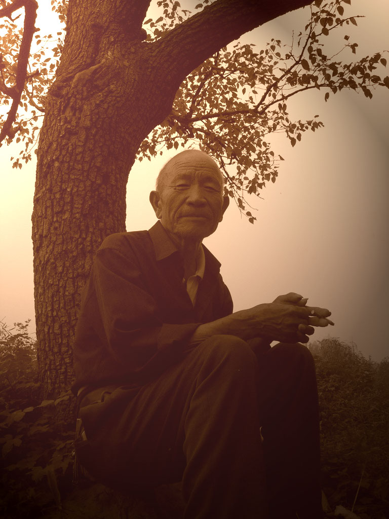 老人与树