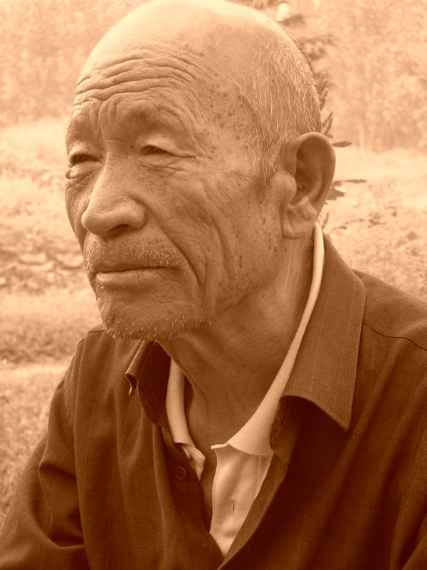 老人与树