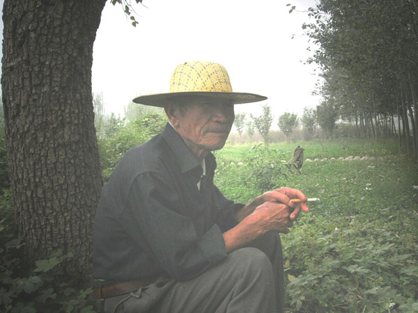 老人与树