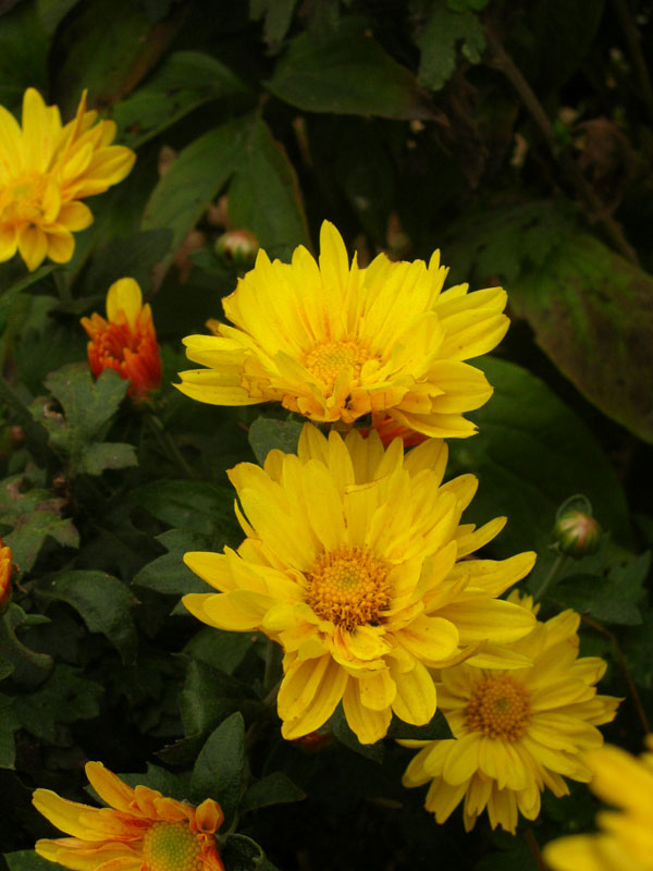 野菊花