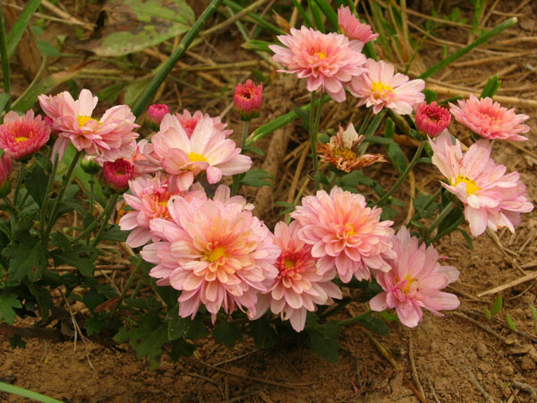野菊花
