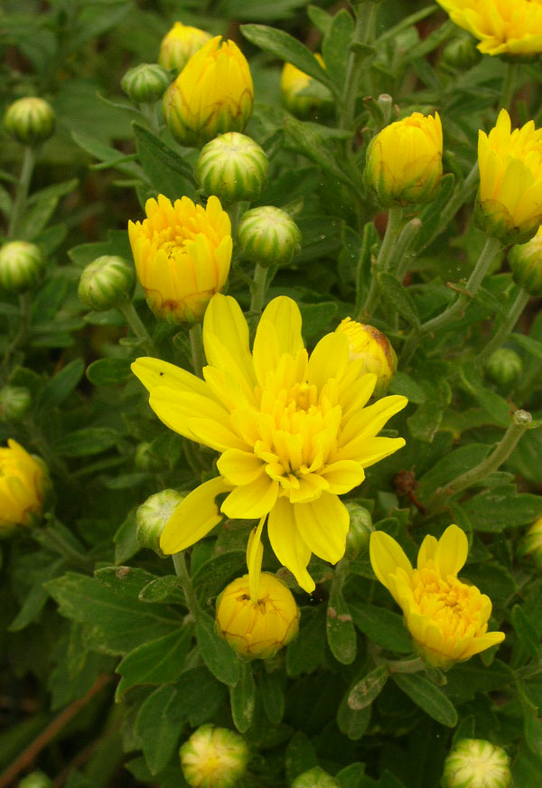 野菊花