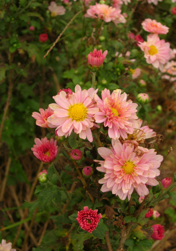野菊花