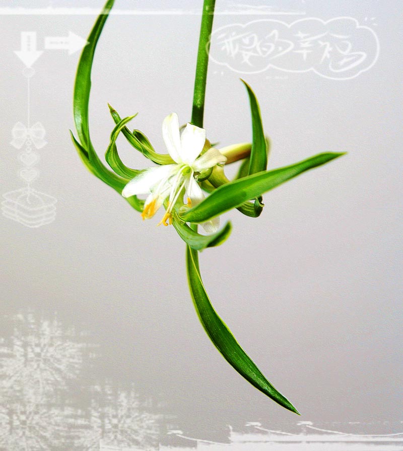 家里的吊兰开花啦!