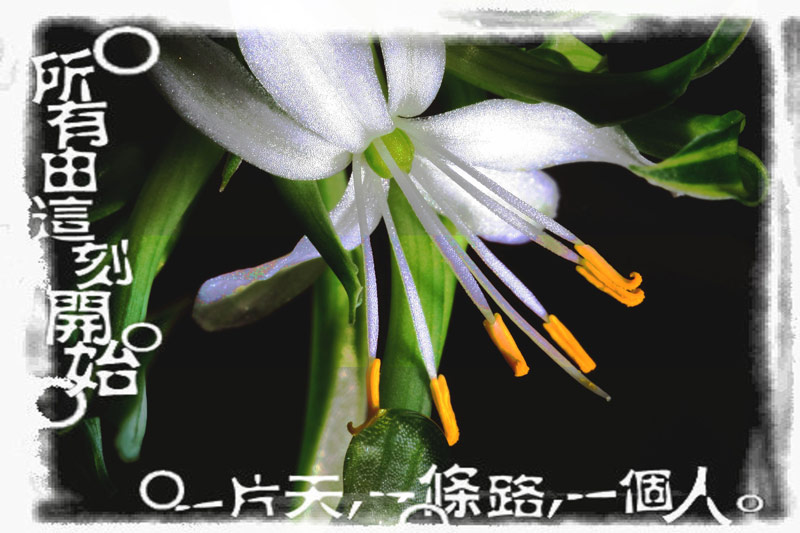家里的吊兰开花啦!