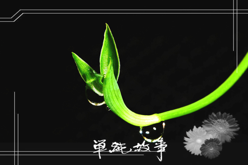 家里的吊兰开花啦!