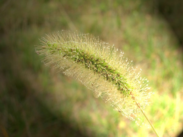 百草园拾趣